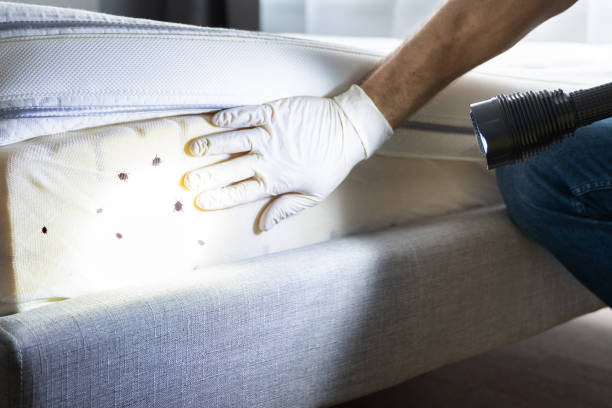 Best Emergency Pest Control  in St Paul, MO